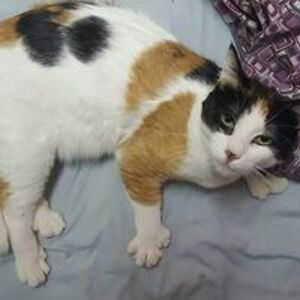 amanda_jecmen avatar