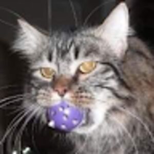 britaclarkson avatar