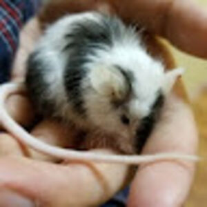 nathanrockwell avatar