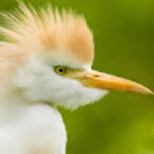 euclidesongster avatar