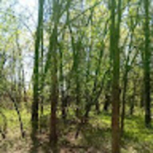 gabriellaennis avatar