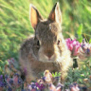 thumpercottontail avatar
