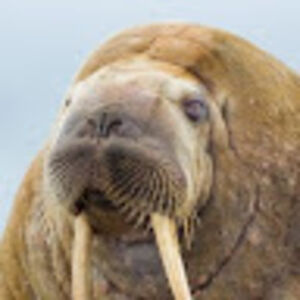 imawalrus avatar
