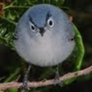 nicholasepaminonda avatar