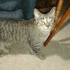 carriewestendorf avatar