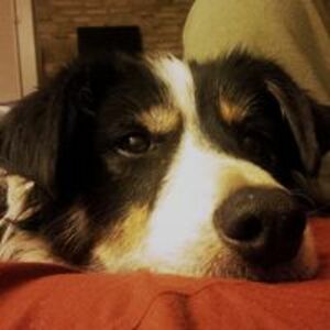 trixiedelisle avatar