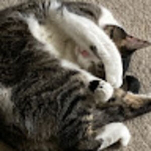 nicoleharnischfeger avatar