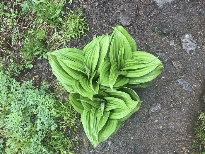 Itap Of This Incredible 3 Way Symmetrical Plant I Found Hiking In Vt