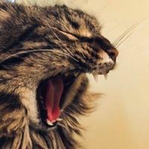 orderlychaos5 avatar