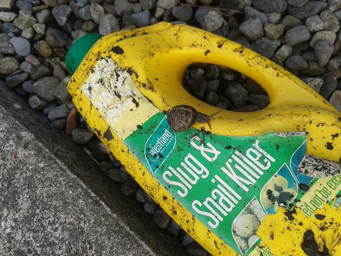 Irony In A Snail Shell