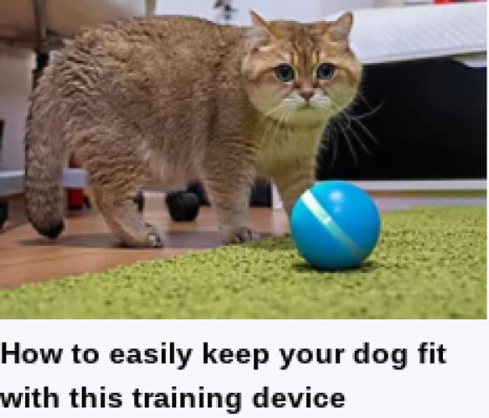 Ngl Thats A Weird Dog