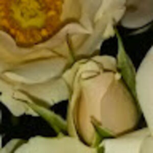 paulineschaitel avatar