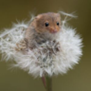 sophiesolvander avatar