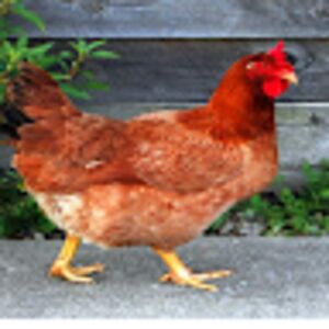 jenniferwhittington avatar