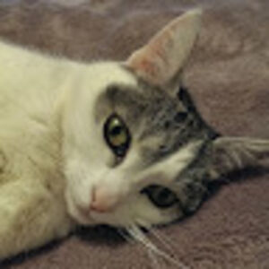 kittydallariva avatar