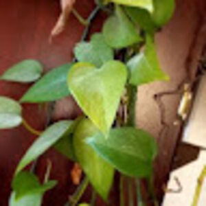 caelinhamersley avatar