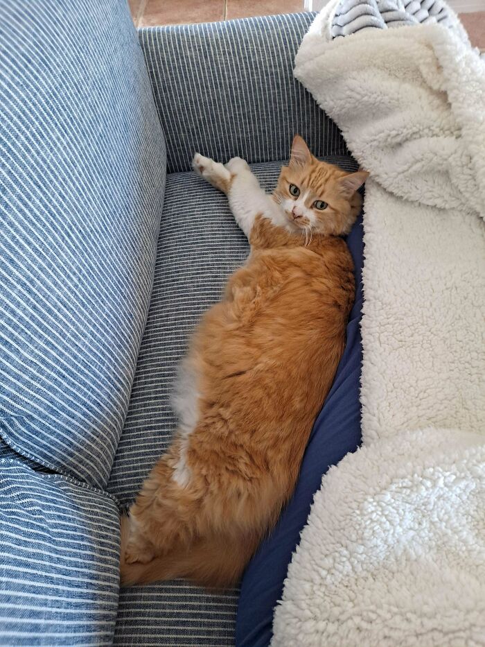 Just Adopted A 10 Year Old Cat At The Shelter. His Owner Died Recently And So Did My Son So We Kinda Need Each Other Right Now