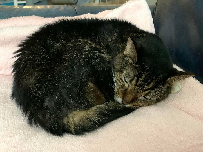 My Fiancé And I Adopted A Senior Cat. Everyone, Meet Doug!