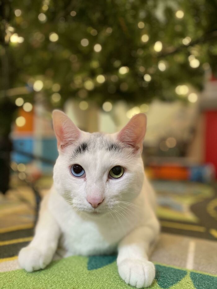 Este Cecil. Lo adopté a través del autoservicio de Starbucks. El cliente me mostró un asiento de pasajero lleno de gatitos y dijo "¿Quieres un gatito?" Y yo dije "Por supuesto que sí". Cogí el gatito, lo puse en el bolsillo de mi delantal y pedí irme a casa antes. Cecil tiene ahora seis años