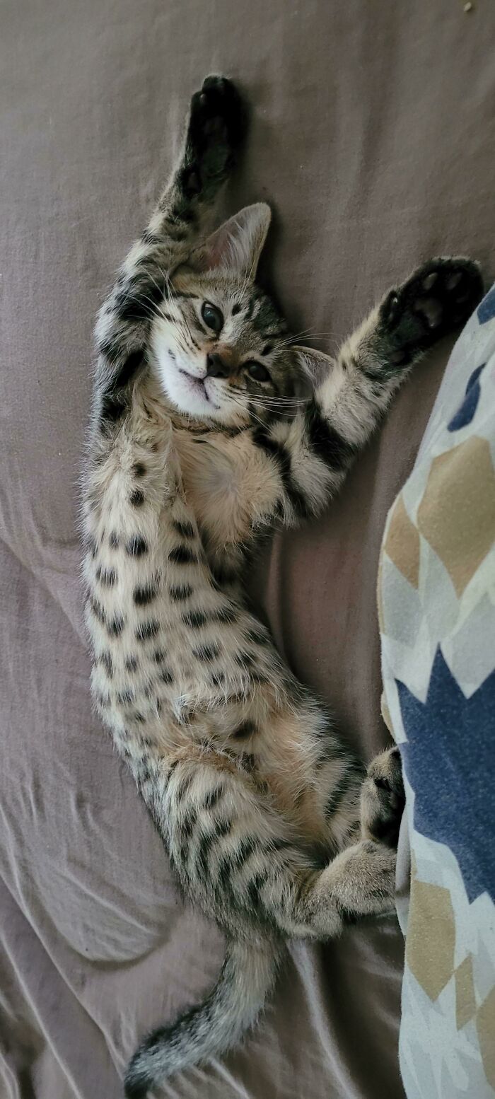 Desde que adoptamos a este dulce niño hace dos semanas, nuestras vidas han mejorado exponencialmente