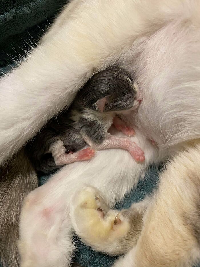 El veterinario nos dijo que la perra que adoptamos no estaba embarazada, ¡así que fue toda una sorpresa anoche!