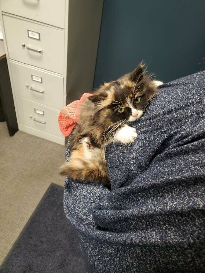 Encontramos esta monada viviendo debajo de un palé en el trabajo