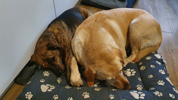 Adopté 2 perritos de la SPCA y los encontré cogidos de la mano consolándose mutuamente