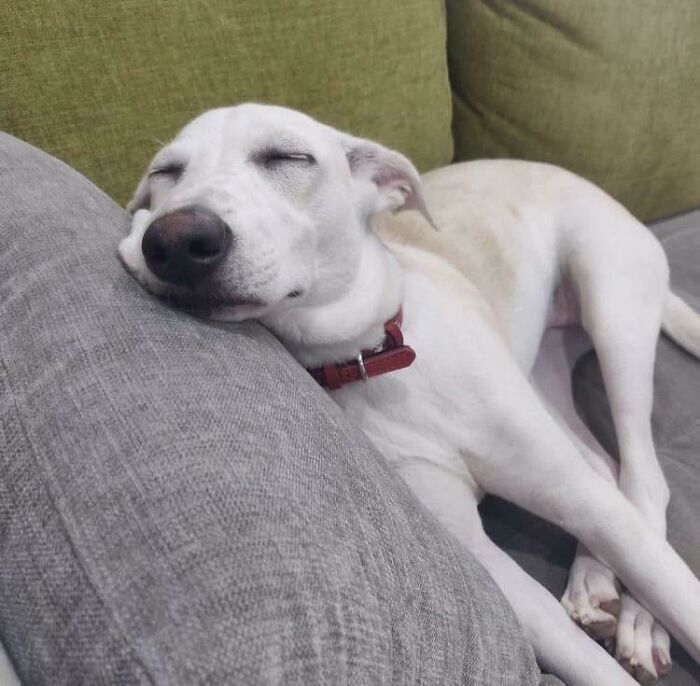 Just Adopted This Sleepy Girl!