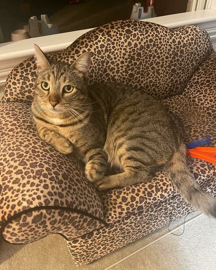 Adopted Him Off The Streets Of Hollywood. Now He’s 14 Lbs And Meows At Me If I Don’t Top His Food With Bone Broth