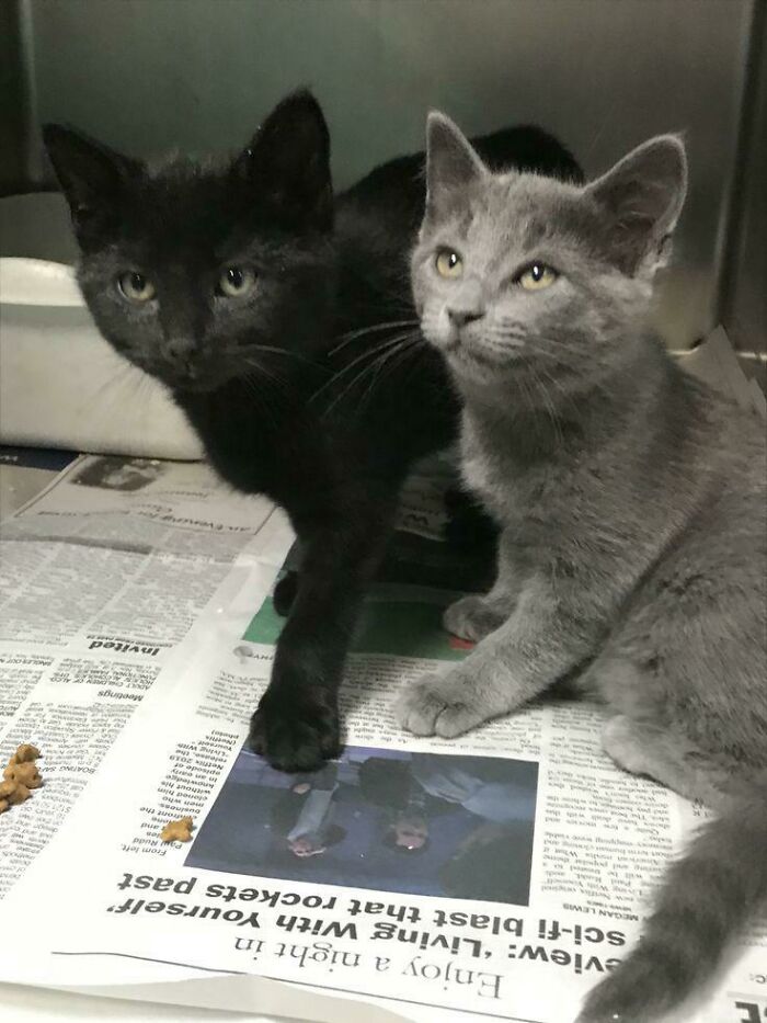 Acabo de adoptar a estos dos socios criminales