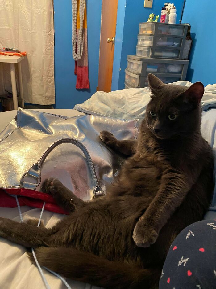 Adopted Ringo Yesterday :) Can’t Decide If He’s Dark Grey Or Black… Depends On The Lighting!