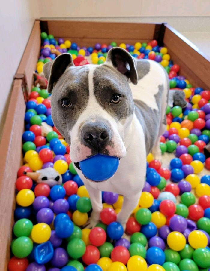 ¡¡Brick fue adoptado!!