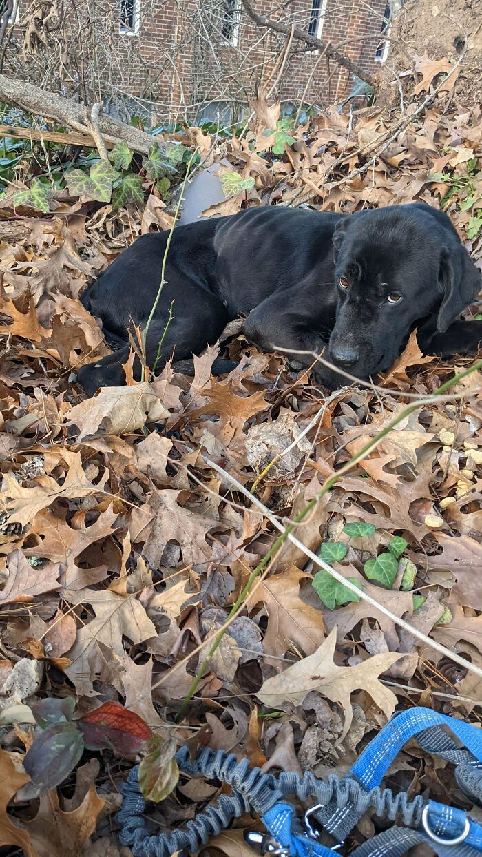 Less Than 24 Hours After I Found Her Getting Into My Trash.. Brought This Pretty Girl To The Vet, And We're Adopting Her. Shadow Says Hello!