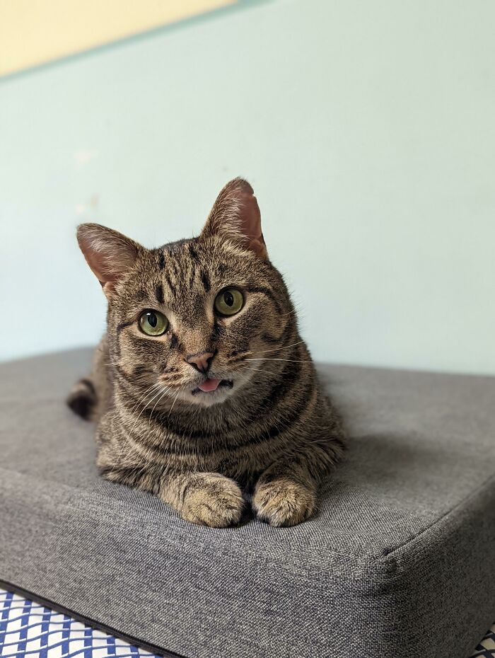 Long-Term Blep Waiting 600+ Days To Be Adopted