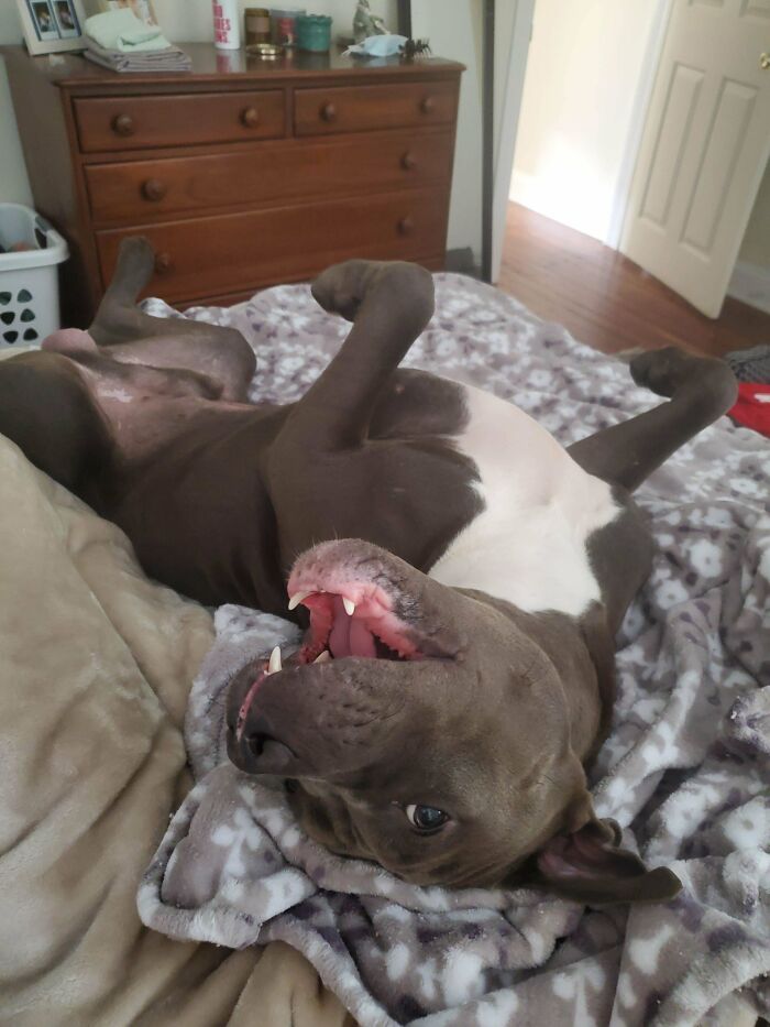 Just Adopted My First Hippo. He Gets Compliments On How Good He Looks From Strangers On Every Walk