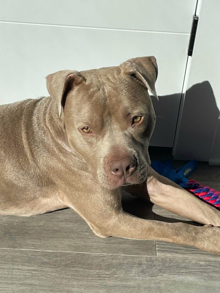 Adopted This Guy Last Week. He Was Found Chained Outside An Abandoned House.he Goes By Kilo.