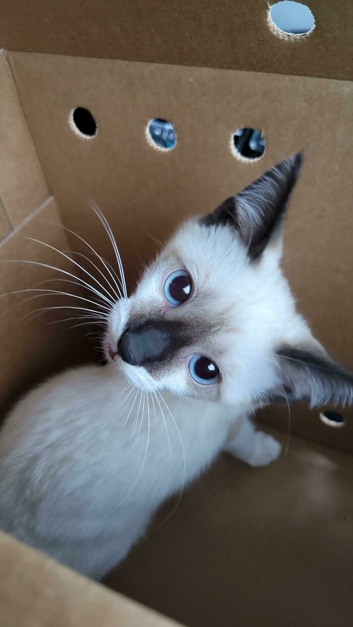 Please Help Me Name Him! We Just Adopted Him, He's A Cream Colored Fur Baby