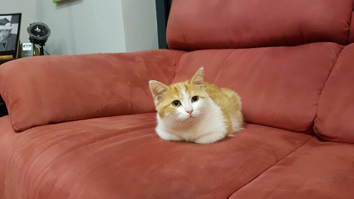 Meet Tiny Syd, Just Adopted And He Is Very Polite