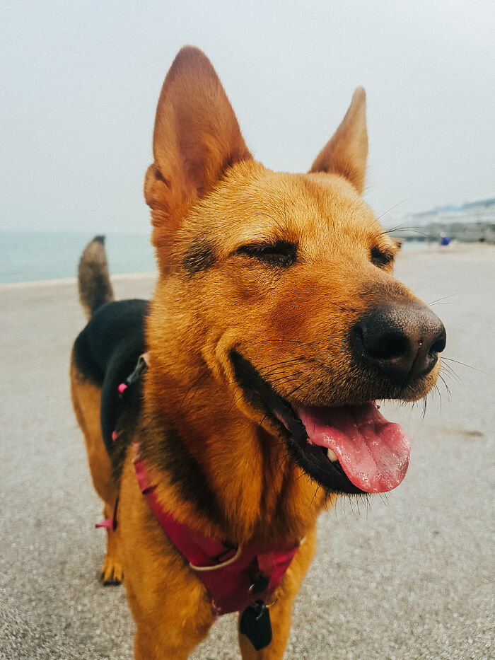 Cuando la adopté, me propuse ver esta sonrisa lo más a menudo posible