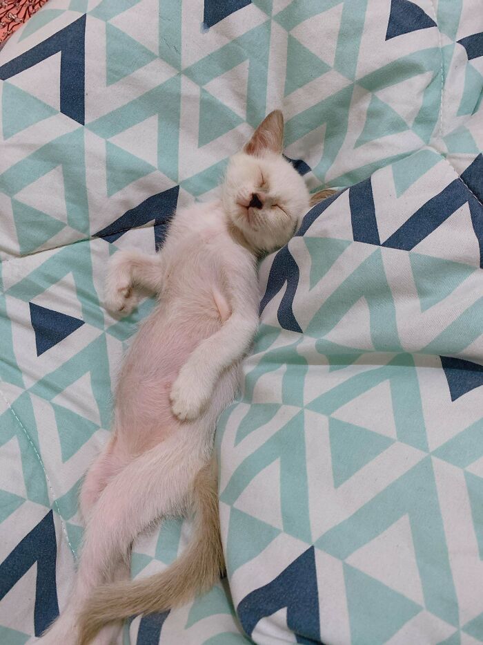 Also Sharing My Skye~ She's The Last One To Be Adopted From Her Litter 'Cause Other Says She's "Ugly.". Who's Ugly Now?