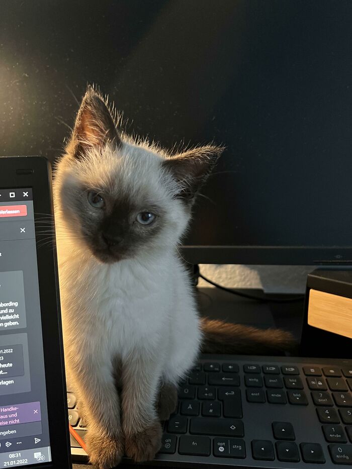 Adopted Him 1 Week Ago, Already So In Love With Him