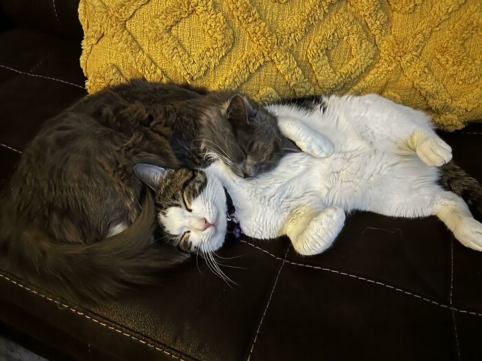 Adopté a estos bebés tan unidos el jueves... lloro