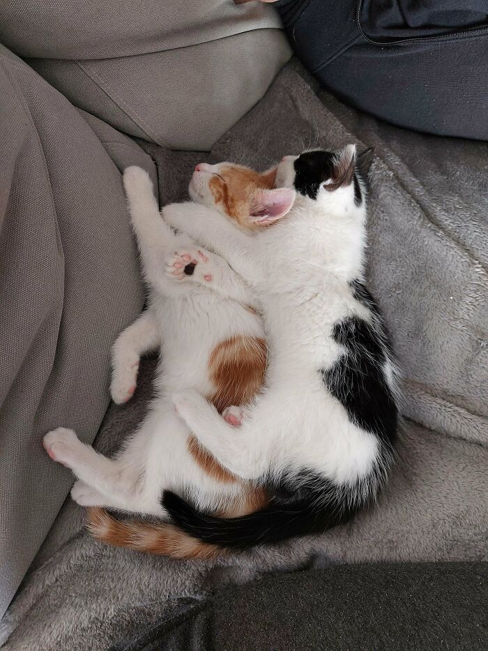 We First Wanted To Adopt One, But I'm So Happy We Couldn't Resist And Adopted Both! Meet Sushi And Zorro!