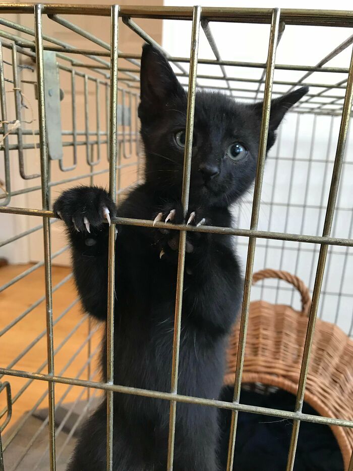 His Name Is Zsasz, He Was A Semi Feral Rescue And Now A Love Sponge