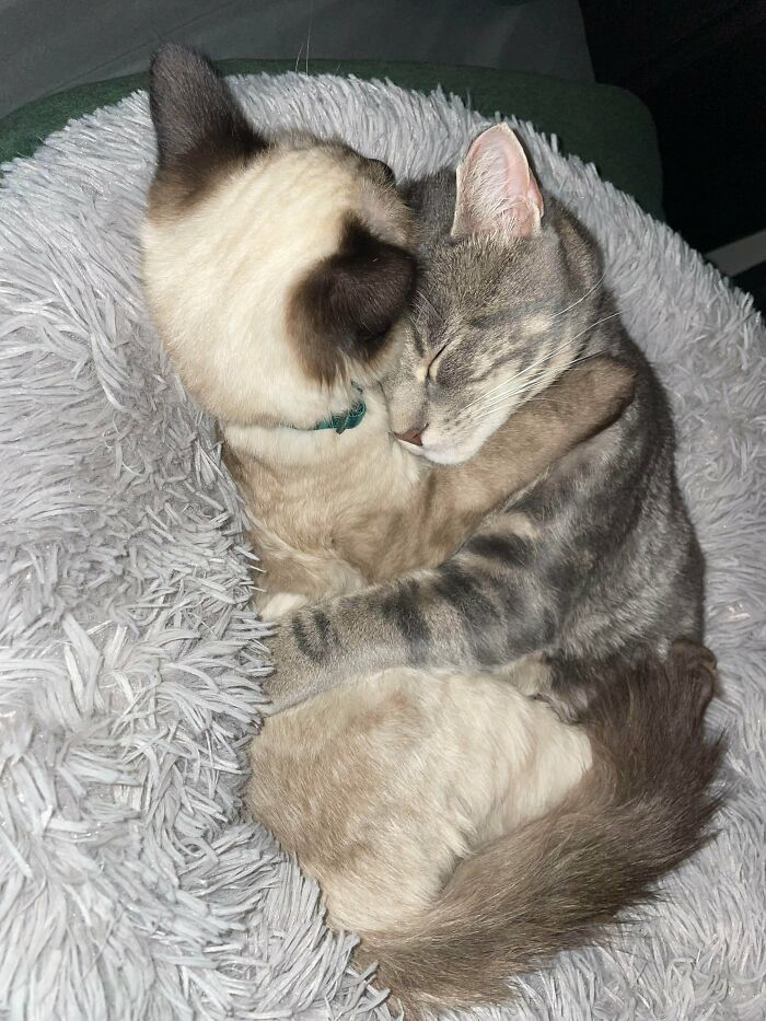 Rescate de 4 años y su mejor amigo de 5 años. Totalmente inseparables desde el primer día