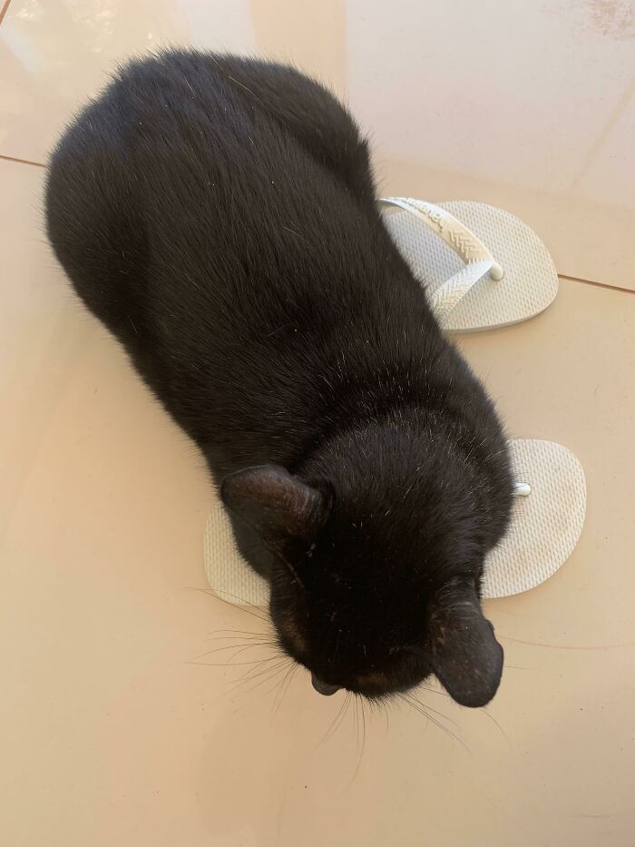 I Trapped A Void Named Linda. I Rescued Her And Her Babies. I’m A Proud Mom Of 5 Voids!