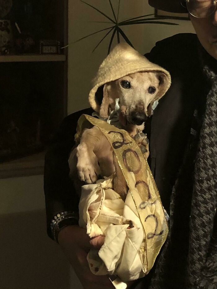 Her Name Is Baby, Vets Think She Is ~19 Yrs Old. She’s A Rescue And Loves To Be Held And Has One Tooth. Baby New Year!