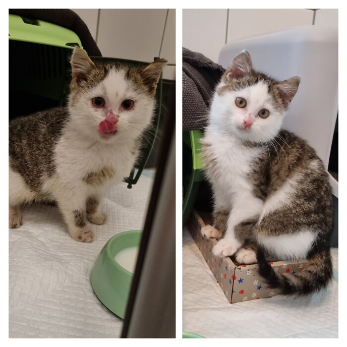 Rescued This Little Stray 2 Weeks Ago. He's In Quarantine Because Of Ringworm But Is Already Looking So Much Better! I Would Die For Frodo