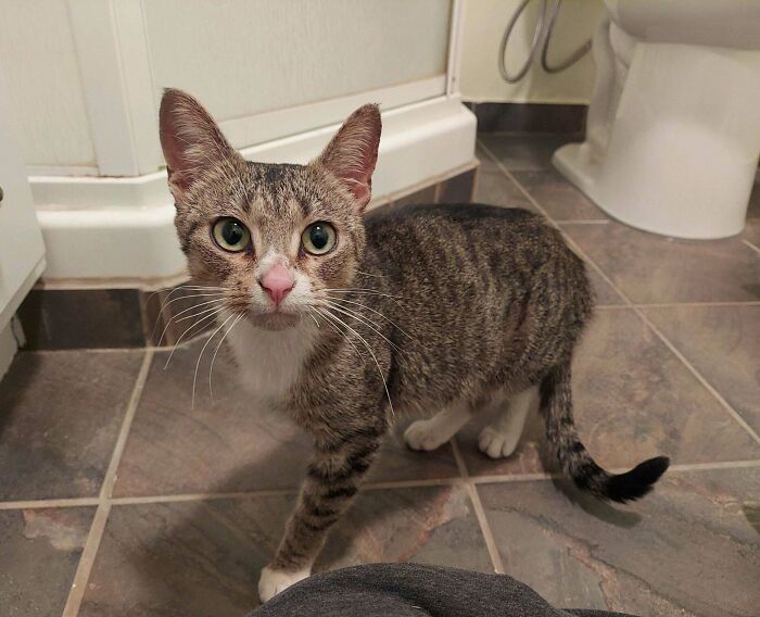 My Wife Just Rescued This Baby Tonight. She’d Been Outside For A Few Days In Sub Zero Temps, Abandoned By Our Old Neighbors And We Weren’t Sure She’d Make It Another Night. Glad To Bring Her In And Warm Her Up!