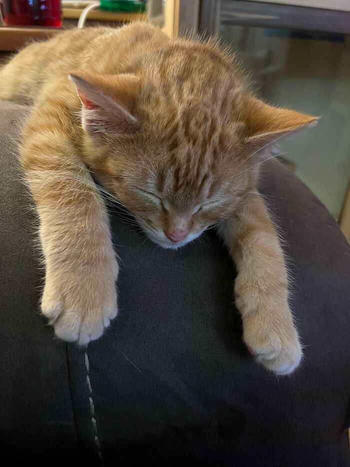 Our Little Rescue. We Need Name Suggestions! Please Help!